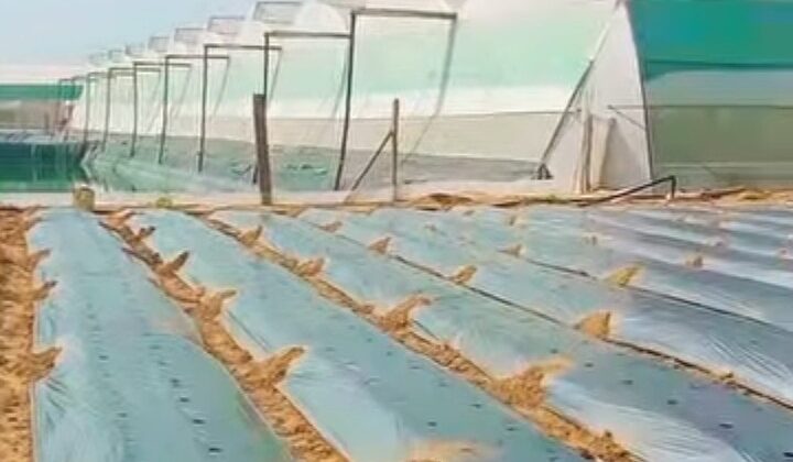 Uttarakhand:- राज्य में पॉलीहाउस को दिया जाएगा बढ़ावा…… कमेटी को दी गई जिम्मेदारी