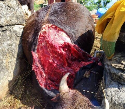 गरुड़ – टीटबाजार ,हाट, बैजनाथ होते गुलदार ने झालामाली में मारा बैल