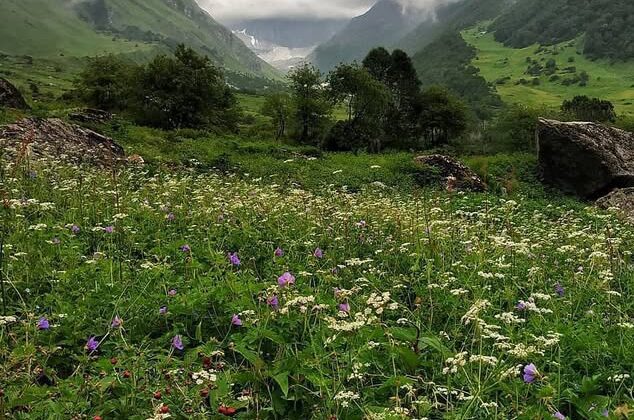 Uttarakhand:- 1 जून से पर्यटकों के लिए खुली फूलों की घाटी का इतने लोगों ने किया दीदार