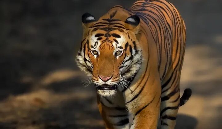 Uttarakhand:- जंगल सफारी के लिए शुरू हुए पंजीकरण