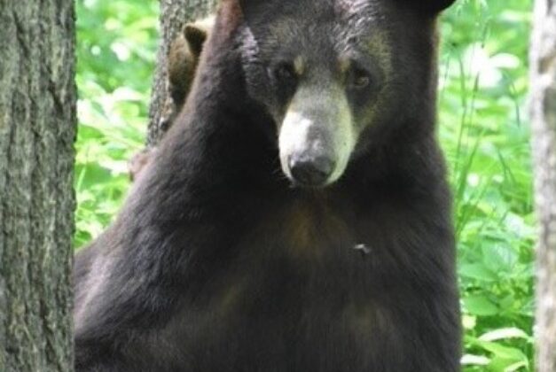 Uttarakhand:- भालू की दहशत….. घास काटने जा रहे व्यक्ति पर किया हमला….. पढ़े पूरी खबर