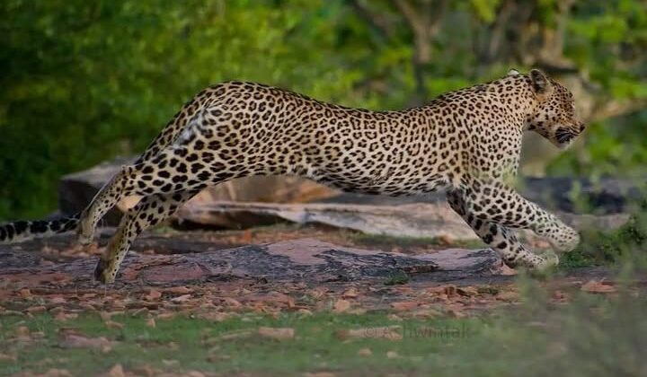 अल्मोड़ा:- जिले में तेंदुए की दहशत… महिला को बनाया निवाला