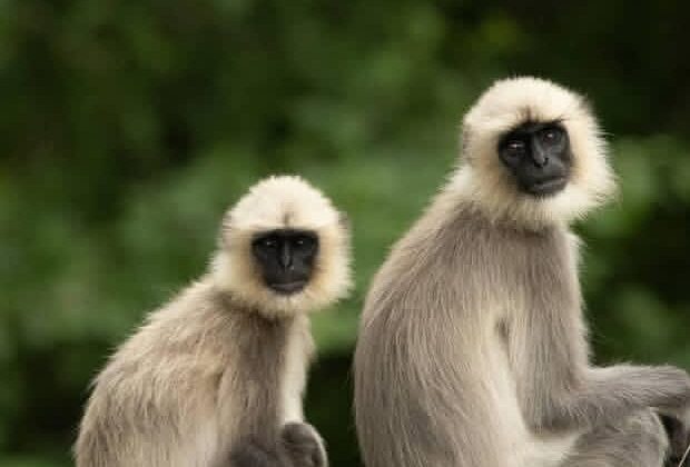 अल्मोड़ा:- लंगूरों ने मचाई दहशत…… ग्रामीण पर किया हमला